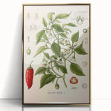 Vintage Botanical Illustration of Capsicum – Botanical Art Prints