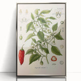 Vintage Botanical Illustration of Capsicum – Botanical Art Prints