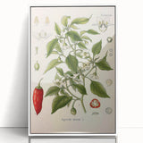Vintage Botanical Illustration of Capsicum – Botanical Art Prints