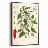 Vintage Botanical Illustration of Capsicum – Botanical Art Prints