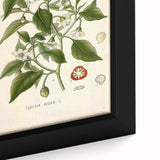 Vintage Botanical Illustration of Capsicum – Botanical Art Prints