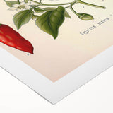 Vintage Botanical Illustration of Capsicum – Botanical Art Prints