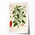 Vintage Botanical Illustration of Capsicum – Botanical Art Prints