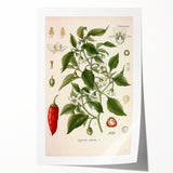Vintage Botanical Illustration of Capsicum – Botanical Art Prints