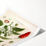 Vintage Botanical Illustration of Capsicum – Botanical Art Prints