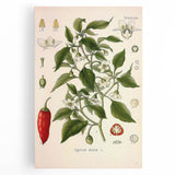 Vintage Botanical Illustration of Capsicum – Botanical Art Prints
