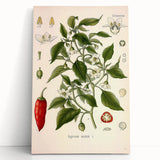 Vintage Botanical Illustration of Capsicum – Botanical Art Prints