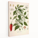 Vintage Botanical Illustration of Capsicum – Botanical Art Prints