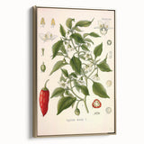 Vintage Botanical Illustration of Capsicum – Botanical Art Prints