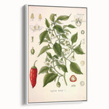 Vintage Botanical Illustration of Capsicum – Botanical Art Prints