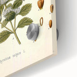 Botanical Art Prints: Vintage Botanical Illustration Art