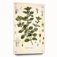 Botanical Art Prints: Vintage Botanical Illustration Art
