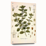 Botanical Art Prints: Vintage Botanical Illustration Art