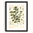 Botanical Art Prints: Vintage Botanical Illustration Art
