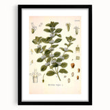 Botanical Art Prints: Vintage Botanical Illustration Art