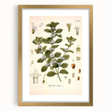 Botanical Art Prints: Vintage Botanical Illustration Art