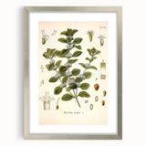 Botanical Art Prints: Vintage Botanical Illustration Art