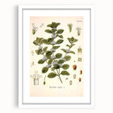 Botanical Art Prints: Vintage Botanical Illustration Art