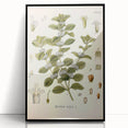 Botanical Art Prints: Vintage Botanical Illustration Art