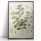 Botanical Art Prints: Vintage Botanical Illustration Art