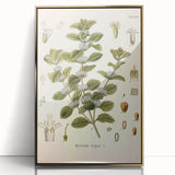 Botanical Art Prints: Vintage Botanical Illustration Art