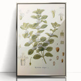 Botanical Art Prints: Vintage Botanical Illustration Art