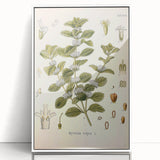 Botanical Art Prints: Vintage Botanical Illustration Art