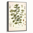 Botanical Art Prints: Vintage Botanical Illustration Art