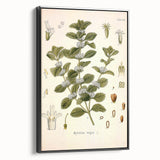 Botanical Art Prints: Vintage Botanical Illustration Art