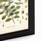 Botanical Art Prints: Vintage Botanical Illustration Art