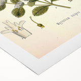 Botanical Art Prints: Vintage Botanical Illustration Art