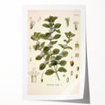 Botanical Art Prints: Vintage Botanical Illustration Art