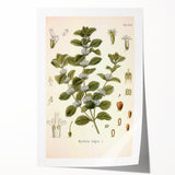 Botanical Art Prints: Vintage Botanical Illustration Art