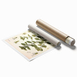 Botanical Art Prints: Vintage Botanical Illustration Art
