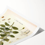 Botanical Art Prints: Vintage Botanical Illustration Art