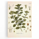 Botanical Art Prints: Vintage Botanical Illustration Art