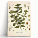 Botanical Art Prints: Vintage Botanical Illustration Art