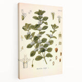Botanical Art Prints: Vintage Botanical Illustration Art