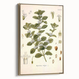 Botanical Art Prints: Vintage Botanical Illustration Art