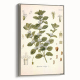 Botanical Art Prints: Vintage Botanical Illustration Art