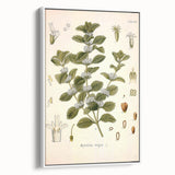 Botanical Art Prints: Vintage Botanical Illustration Art