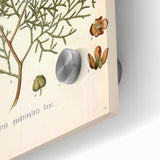 Botanical Art Prints: Vintage Callitris Quadrivalvis Illustration