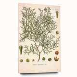 Botanical Art Prints: Vintage Callitris Quadrivalvis Illustration