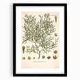 Botanical Art Prints: Vintage Callitris Quadrivalvis Illustration
