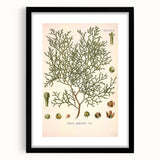 Botanical Art Prints: Vintage Callitris Quadrivalvis Illustration