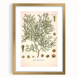 Botanical Art Prints: Vintage Callitris Quadrivalvis Illustration