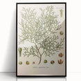 Botanical Art Prints: Vintage Callitris Quadrivalvis Illustration