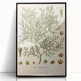 Botanical Art Prints: Vintage Callitris Quadrivalvis Illustration