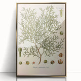 Botanical Art Prints: Vintage Callitris Quadrivalvis Illustration