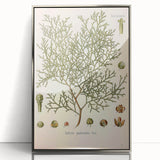 Botanical Art Prints: Vintage Callitris Quadrivalvis Illustration